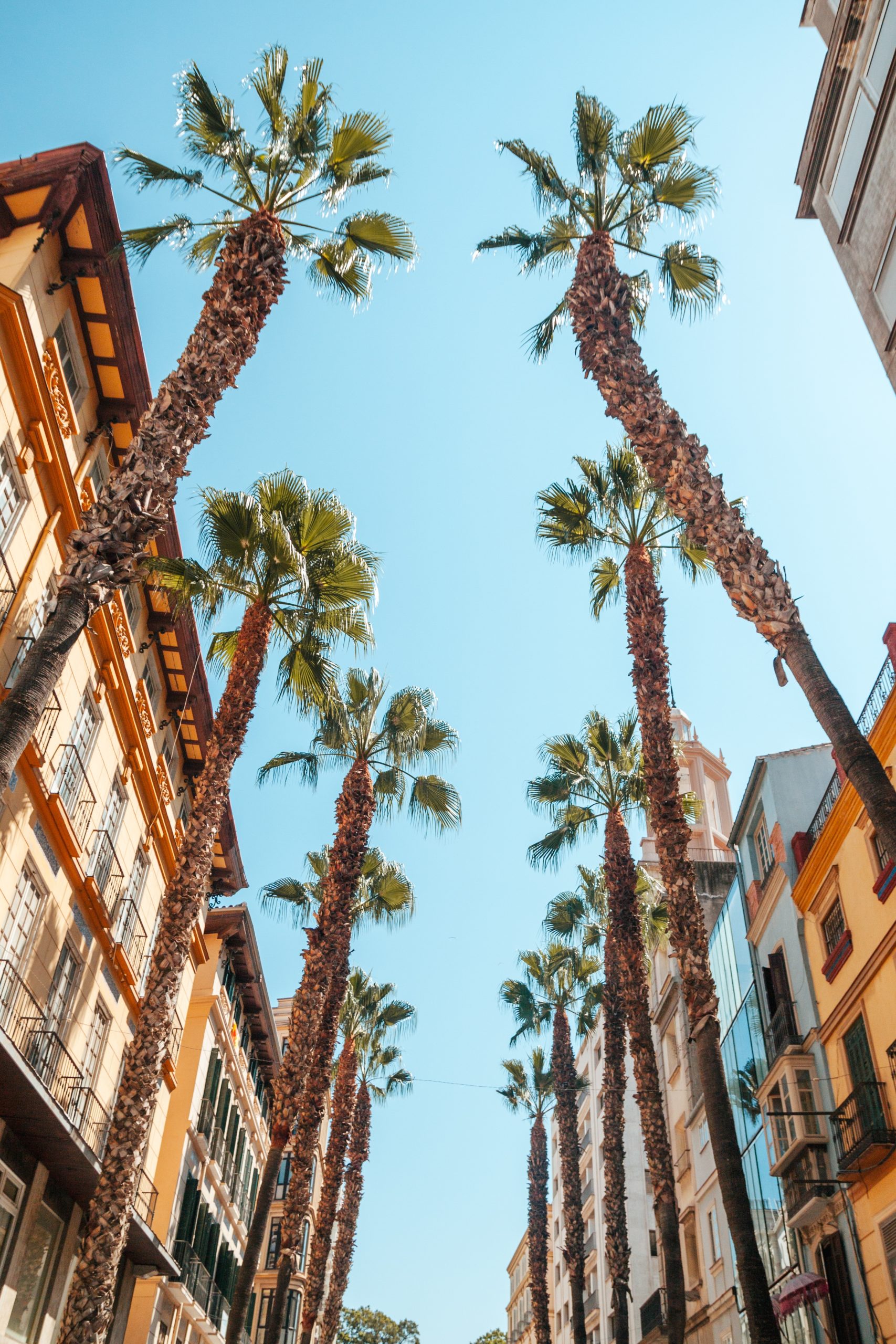 Palms in the tourism shopping district of Malaga in Calle Puerta del Mar in summer